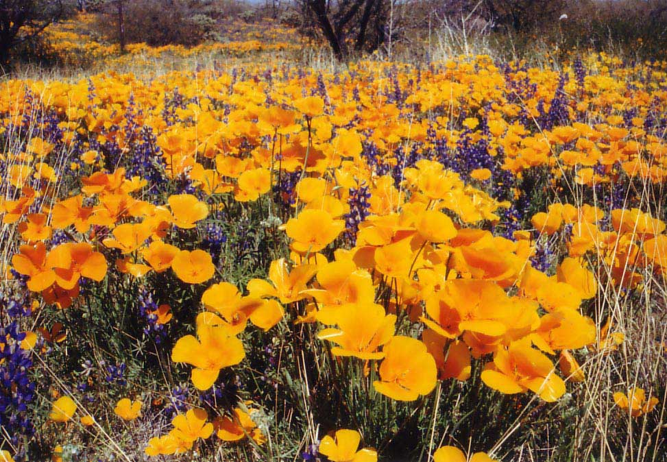 アリゾナの花-1.jpg