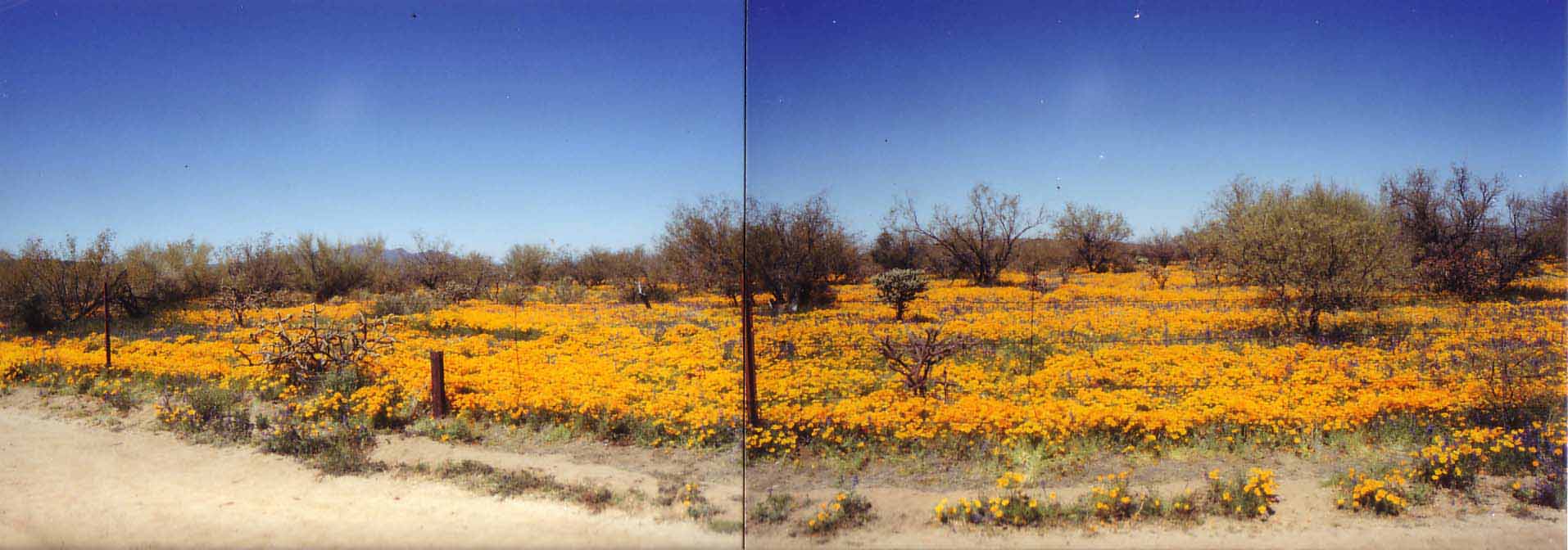 アリゾナの花-2.jpg